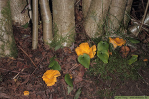 Kantarell, Cantharellus cibarius